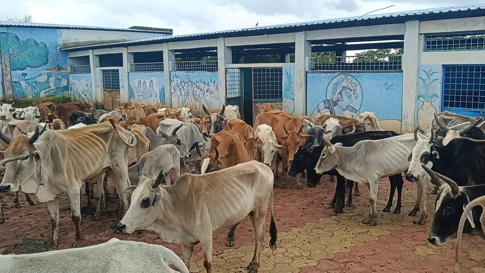 गौसेवा के नाम पर लापरवाही! कारोपानी गौशाला से आई दर्दनाक तस्वीरें