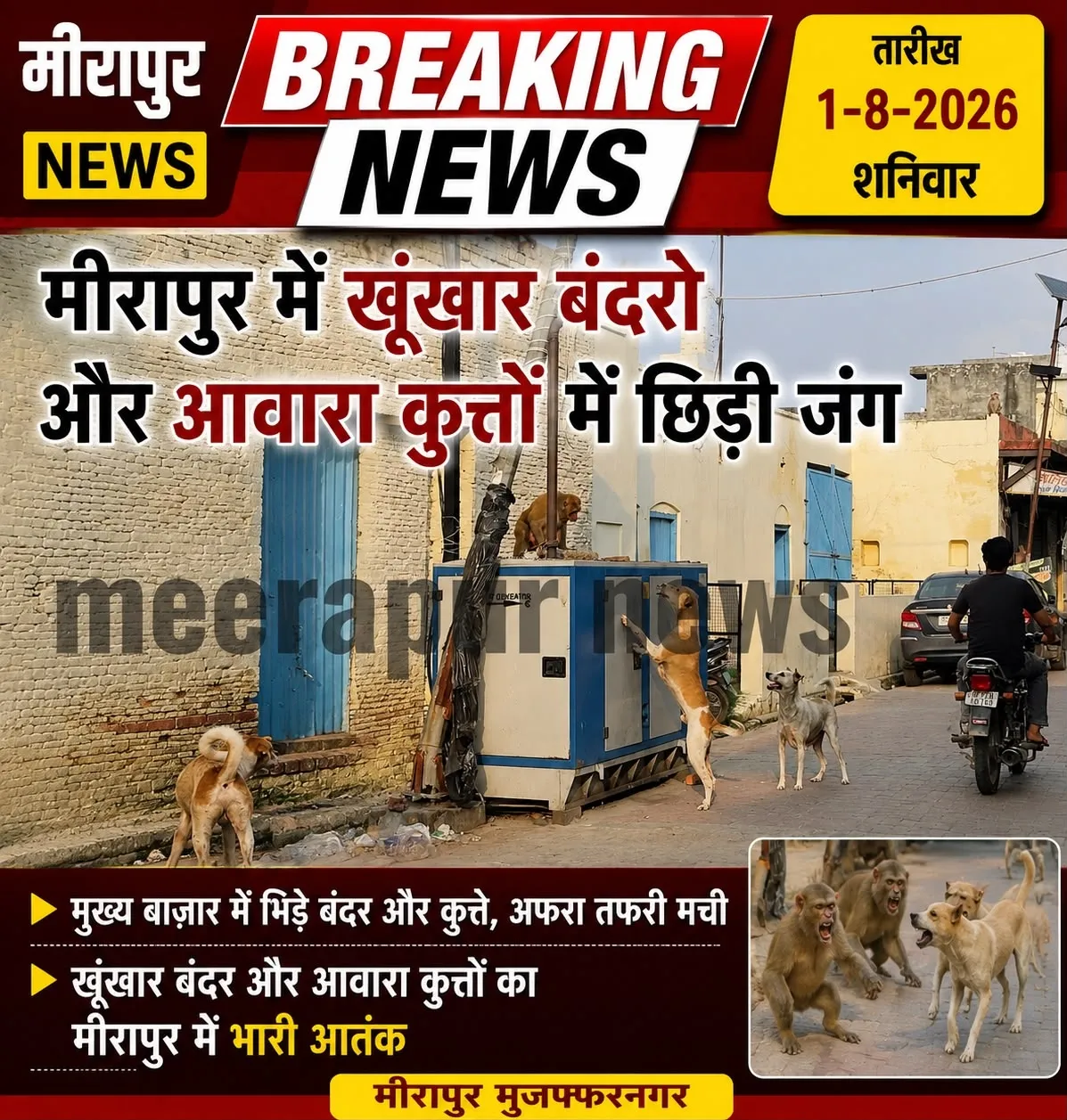 मुजफ्फरनगर की मीरापुर नगर पंचायत में बंदरो का आतंक