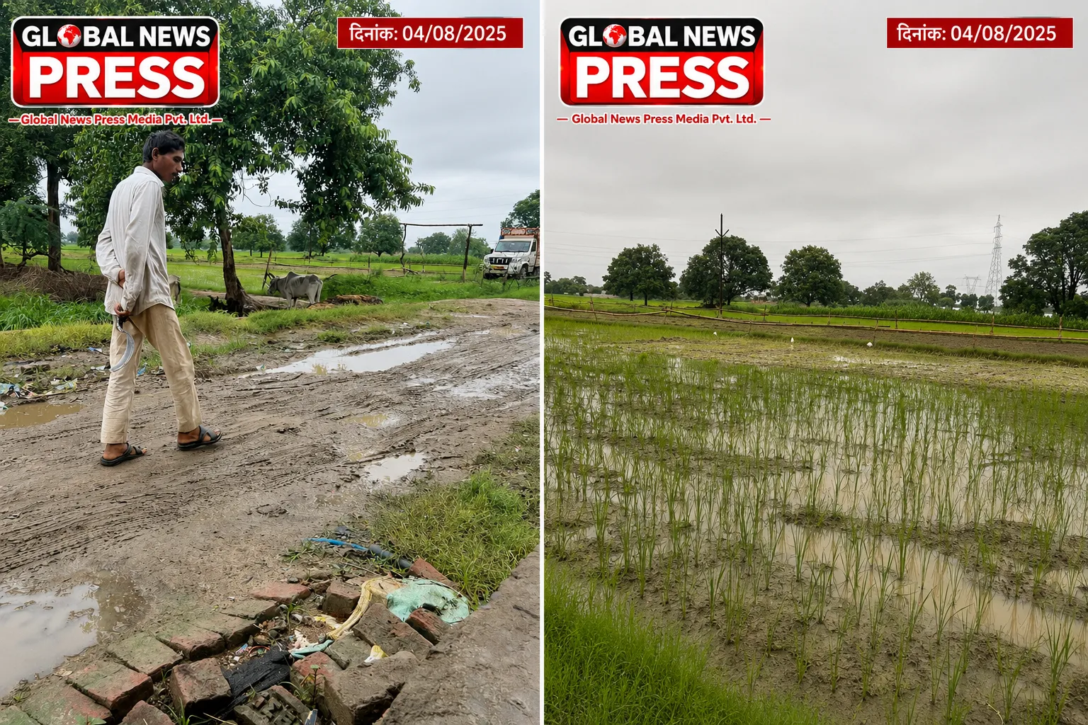 भारी बारिश की आशंका से किसानों के चेहरे खिले, सूखे धान के खेतों में लौटी रौनक