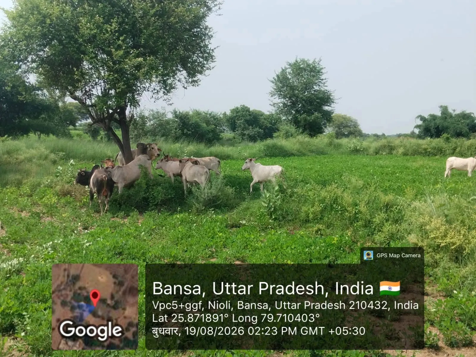 सरीला ब्लॉक के न्यूली बांसा गांव में अन्ना जानवरों का आतंक, किसानों की फसलें हो रही हैं चौपट