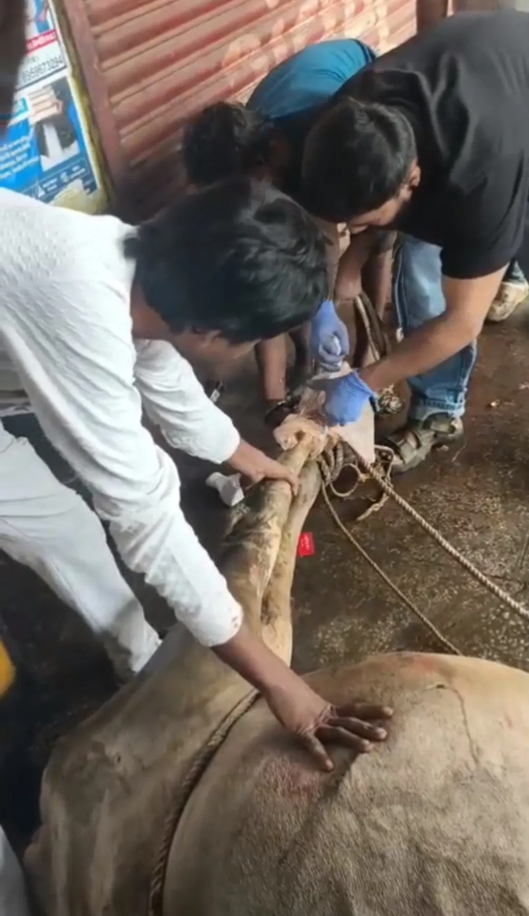 दर्द से कराहते नंदी के लिए युवा शक्ति बनी सहारा, सेवा और संवेदना ने बचाई बेजुबान की जिंदगी