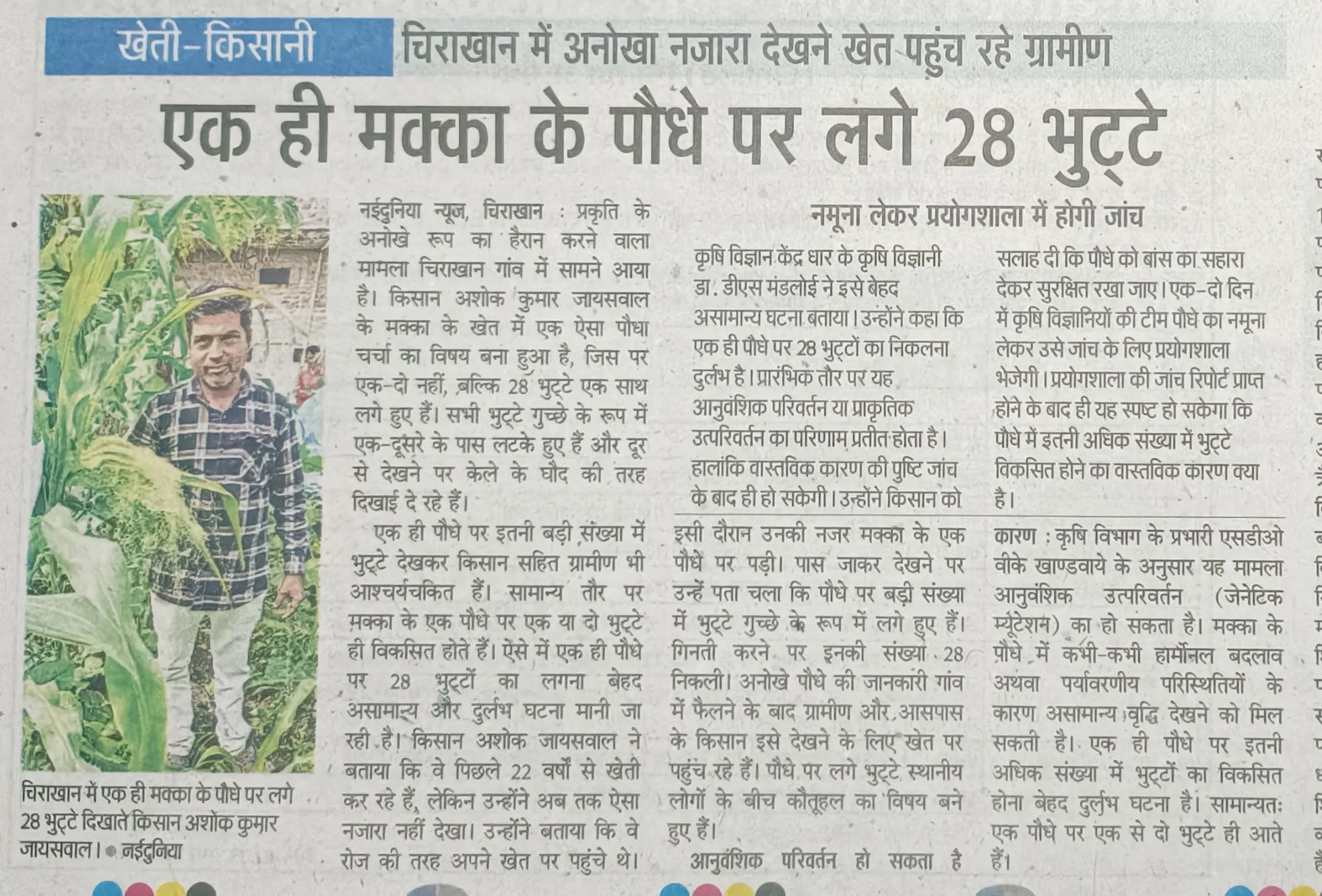 चिराखान गांव में एक ही मक्का के पौधे पर लगे 28 भुट्टे. कृषि विज्ञान आनुवांशिक परिवर्तन हो सकता हैं.