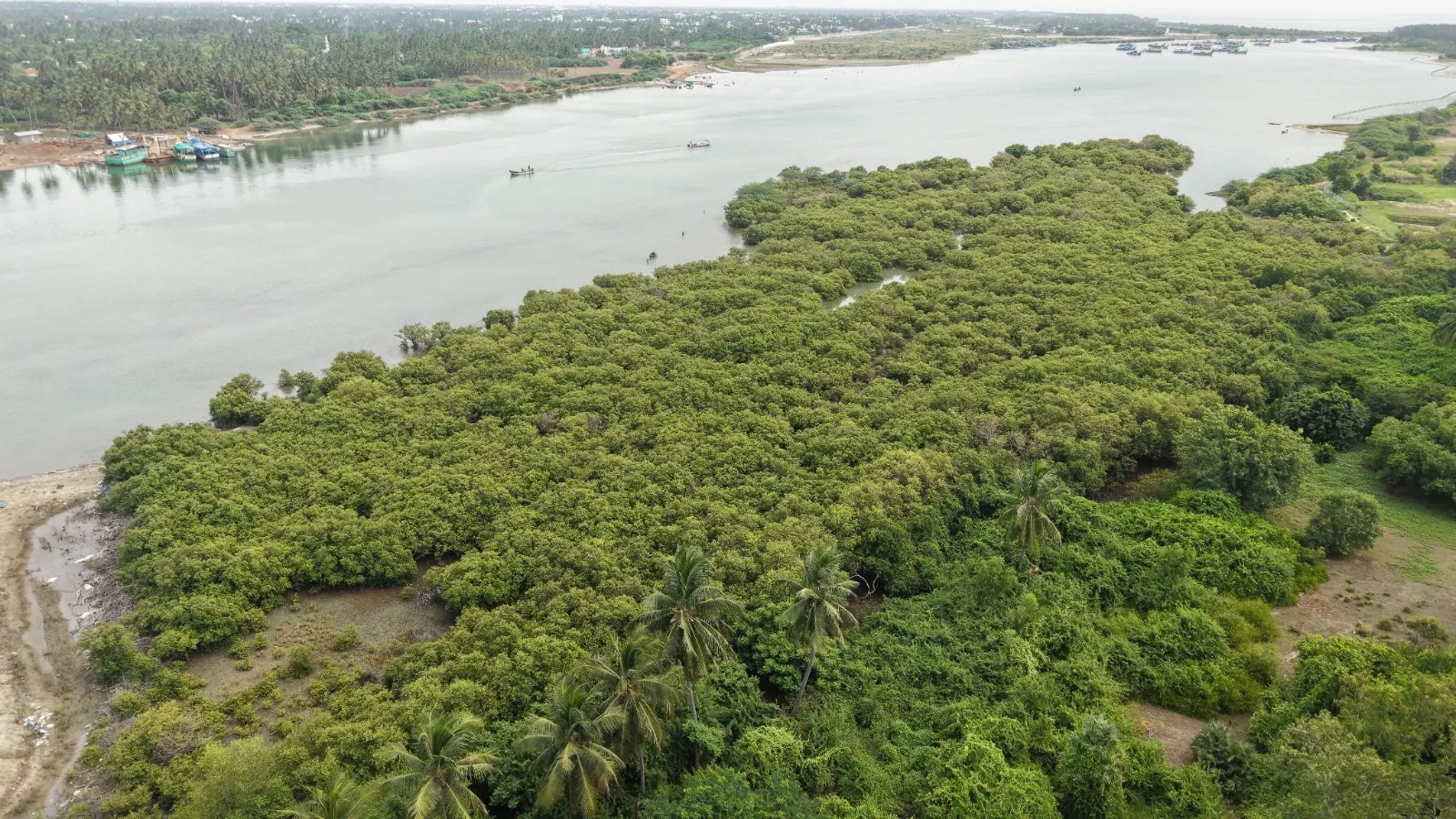Mangrove Ecosystems: Nature's Living Shield Against Climate Change and Coastal Disasters
A Community-Based Conservation