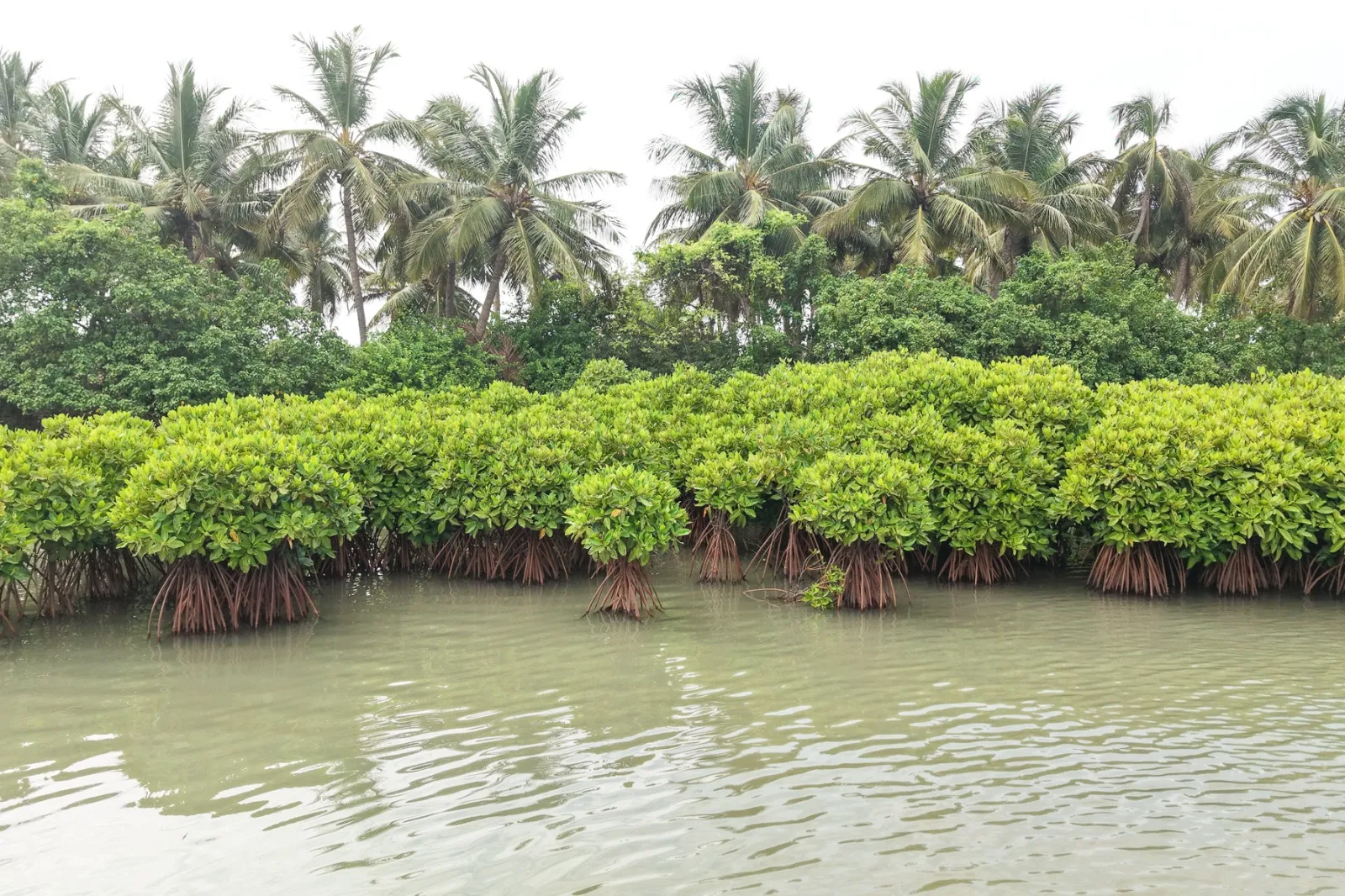 Global Importance of Mangrove Ecosystems