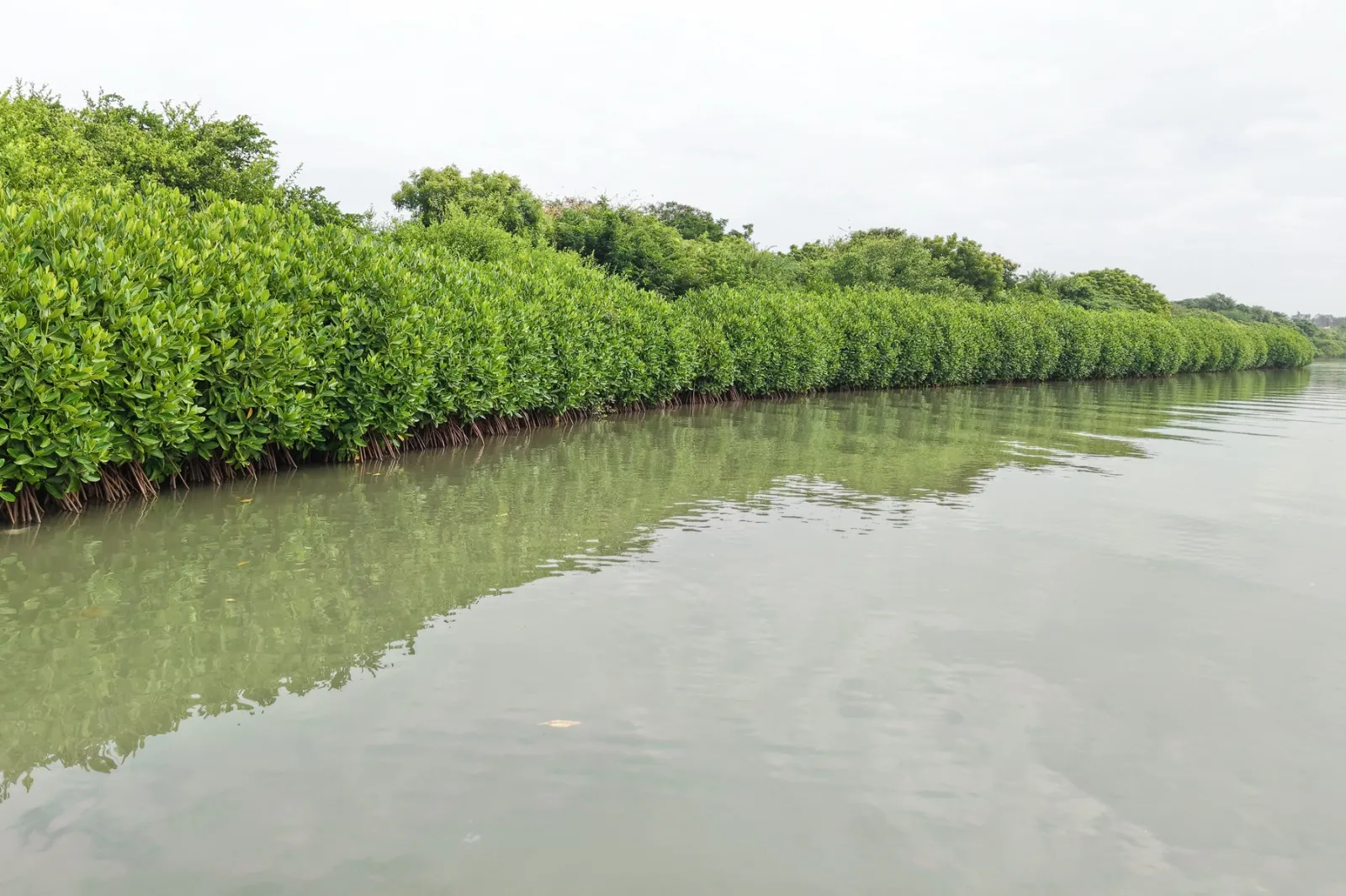 Biodiversity Conservation
