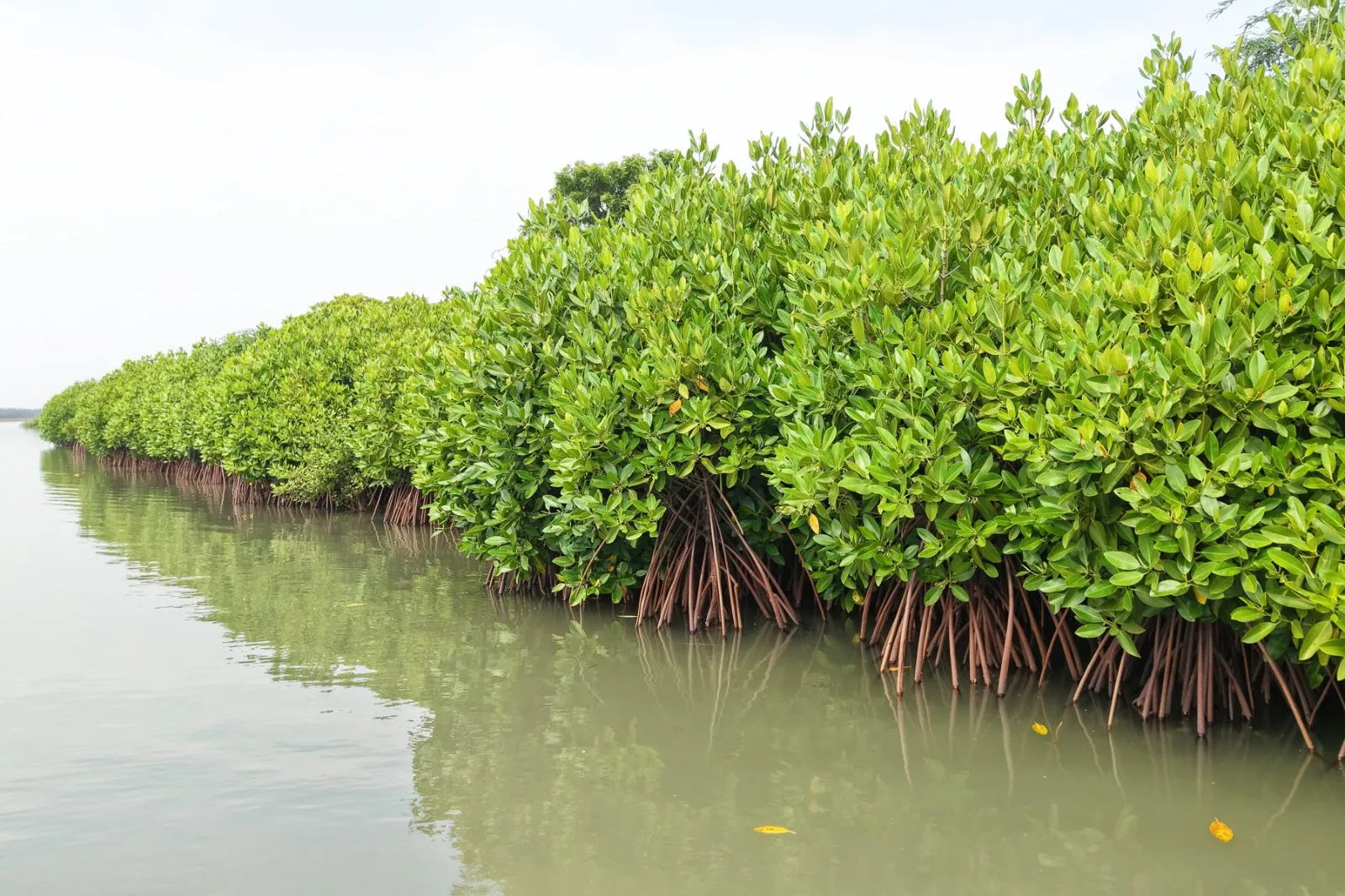 Mangroves of India: A National Ecological Treasure