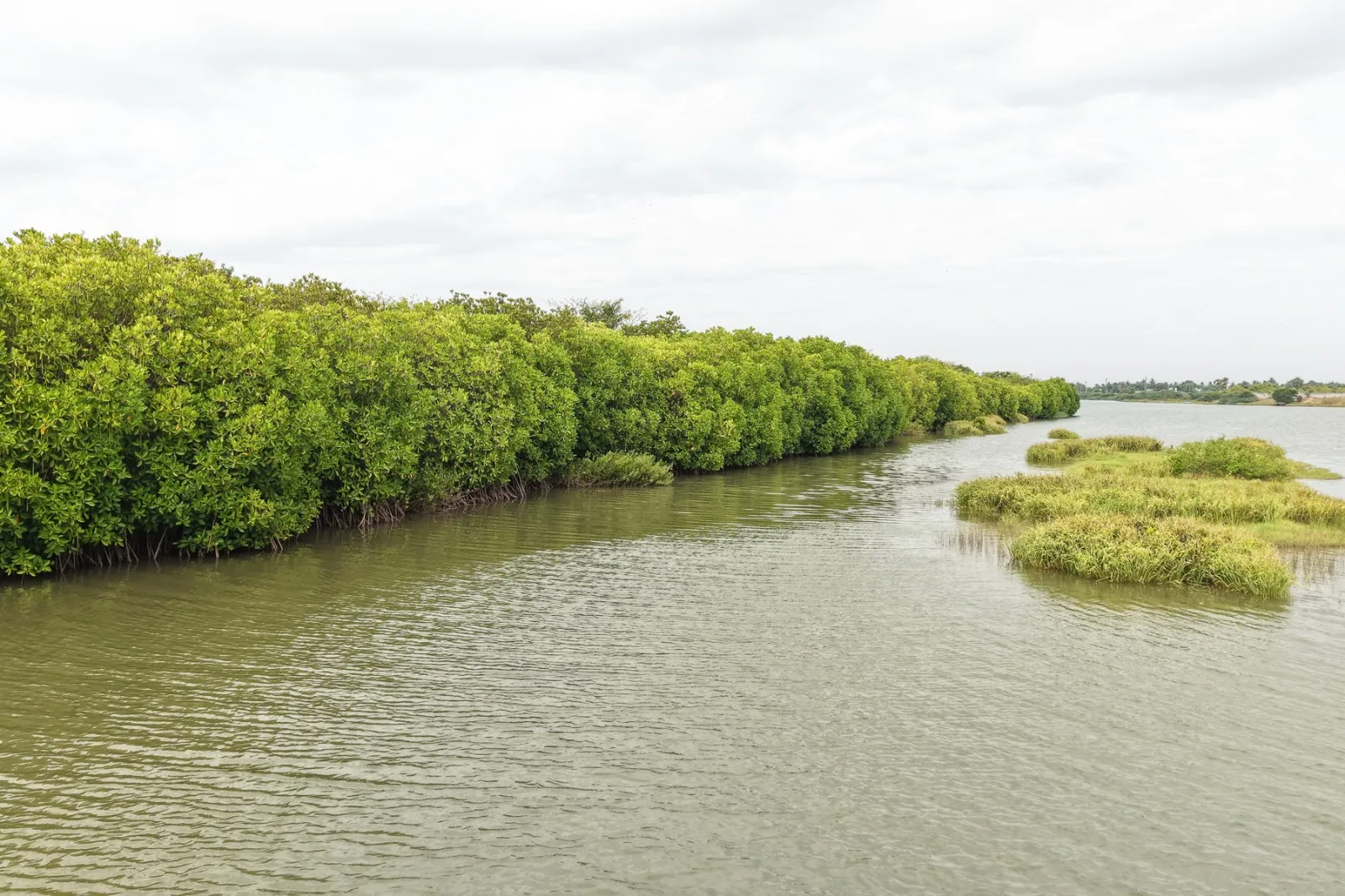 Mangroves Matter in the Era of Climate Change