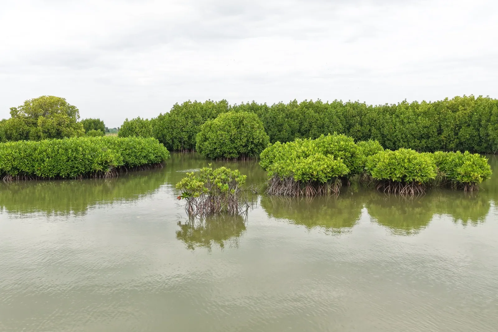 UNESCO MANGROVE CONSERVATION DAY 2026 IN NADUTHITTU VILLAGE CUDDALORE DISTRICT TAMILNADU INDIA