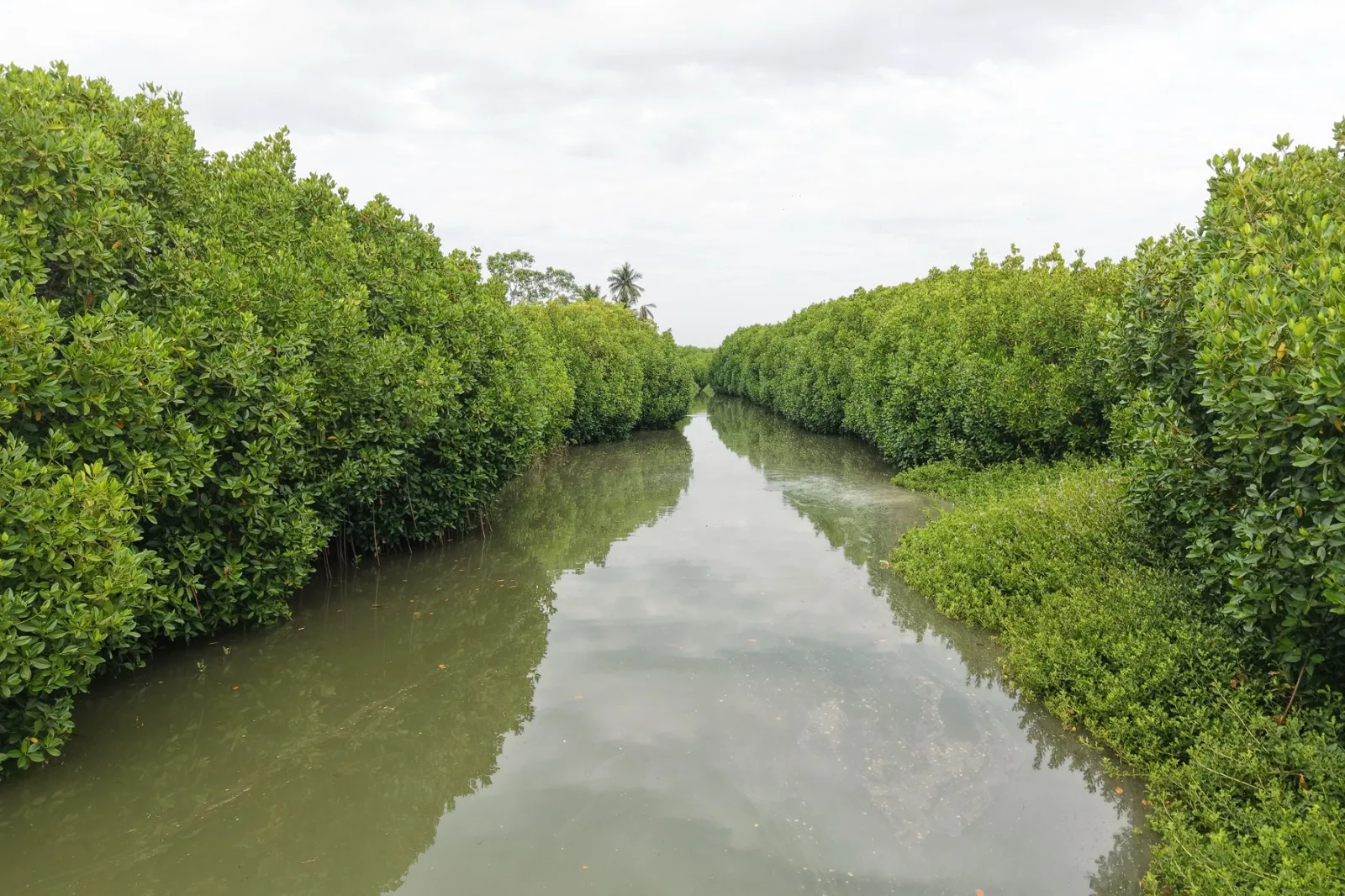 MANGROVE CONSERVATION AND Sustainable Development Impacts