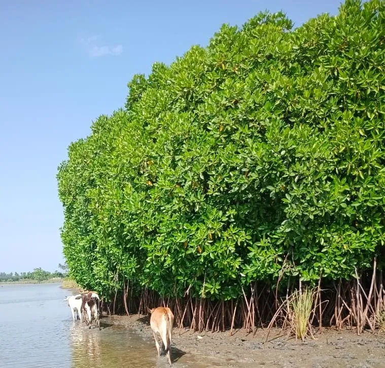 CUDDALORE OLD TOWN UPPANAR RIVER MANGROVE CONSERVATION CRZ - B