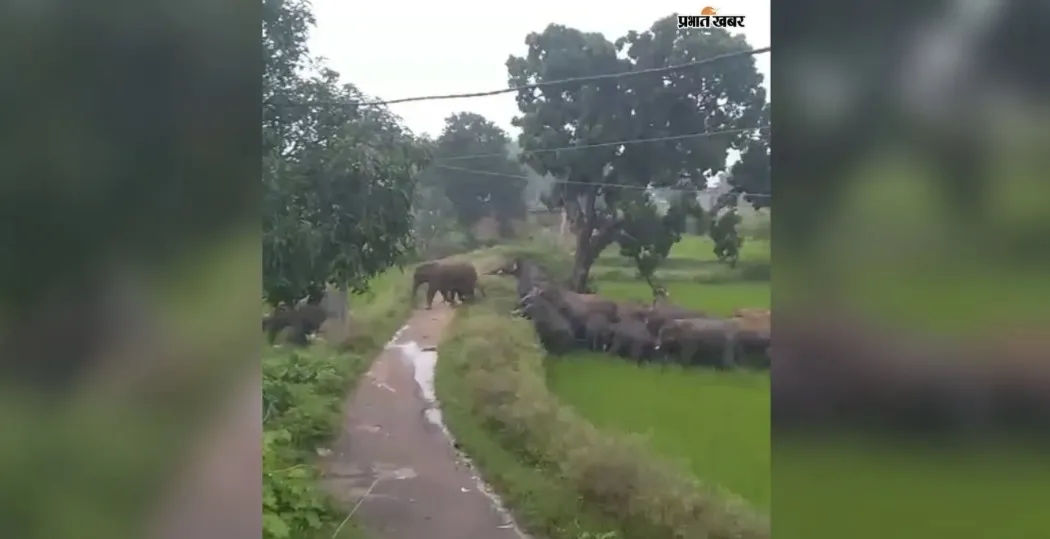 गोदर वन क्षेत्र में 30-35 हाथियों का झुंड 16 दिन से फसलों को नुकसान पहुंचा रहा है