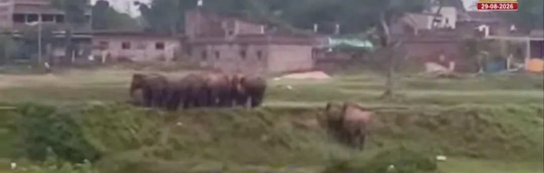 हाथियों की झुंड ने रिहायशी इलाका में मचाया हुडदंग।