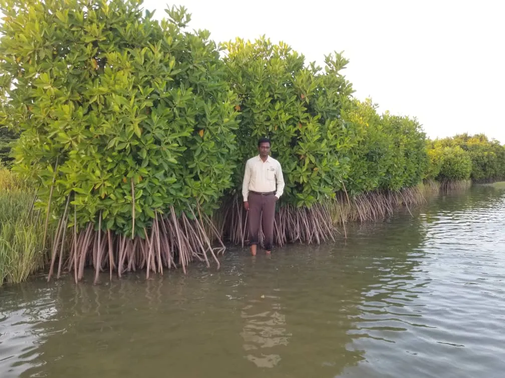 cuddalore uppanar Mangrove Conservation and Ecosystem
AALAMARAM NGO Mangrove forest in cuddalore uppnar River shoreline