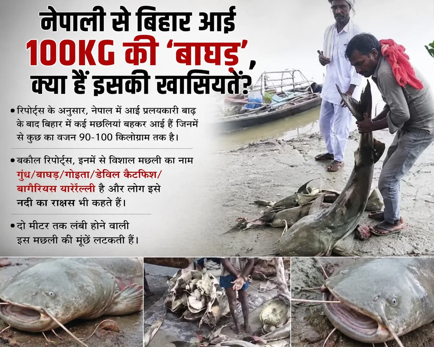 नेपाल से बिहार आई 100KG की ‘बाघड़’, क्या हैं इसकी खासियतें?
रिपोर्ट्स के अनुसार, नेपाल में आई प्रलयकारी बाढ़ के बाद बिहा