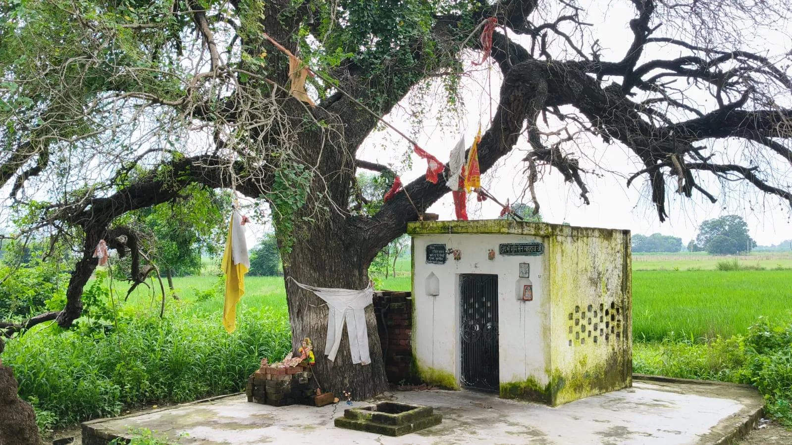 छिबरामऊ में इस समय चर्चा का विषय है यह कल्प वृक्ष