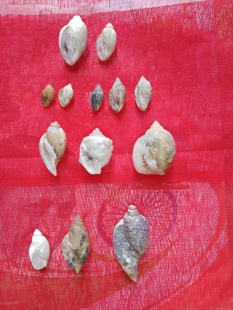 दक्षिण मूर्ति शंख पूजा के लिए मिलेगा