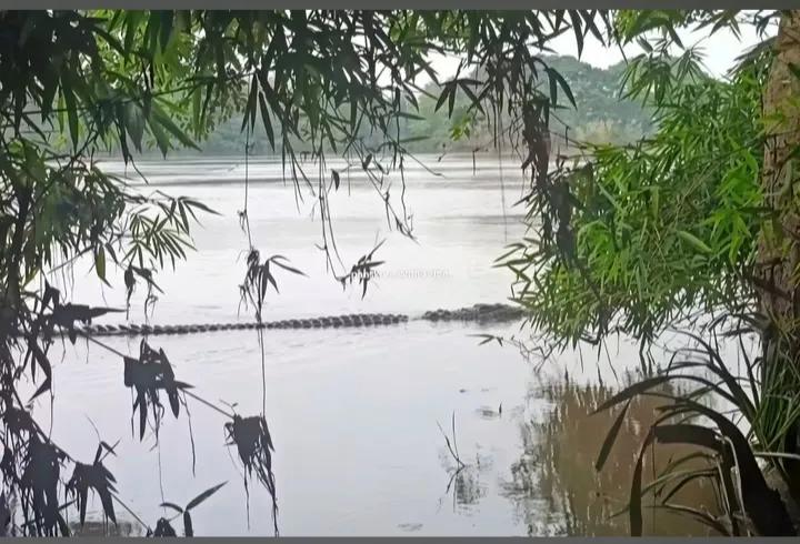 পাঁশকুড়ায় কুমির আতঙ্ক।