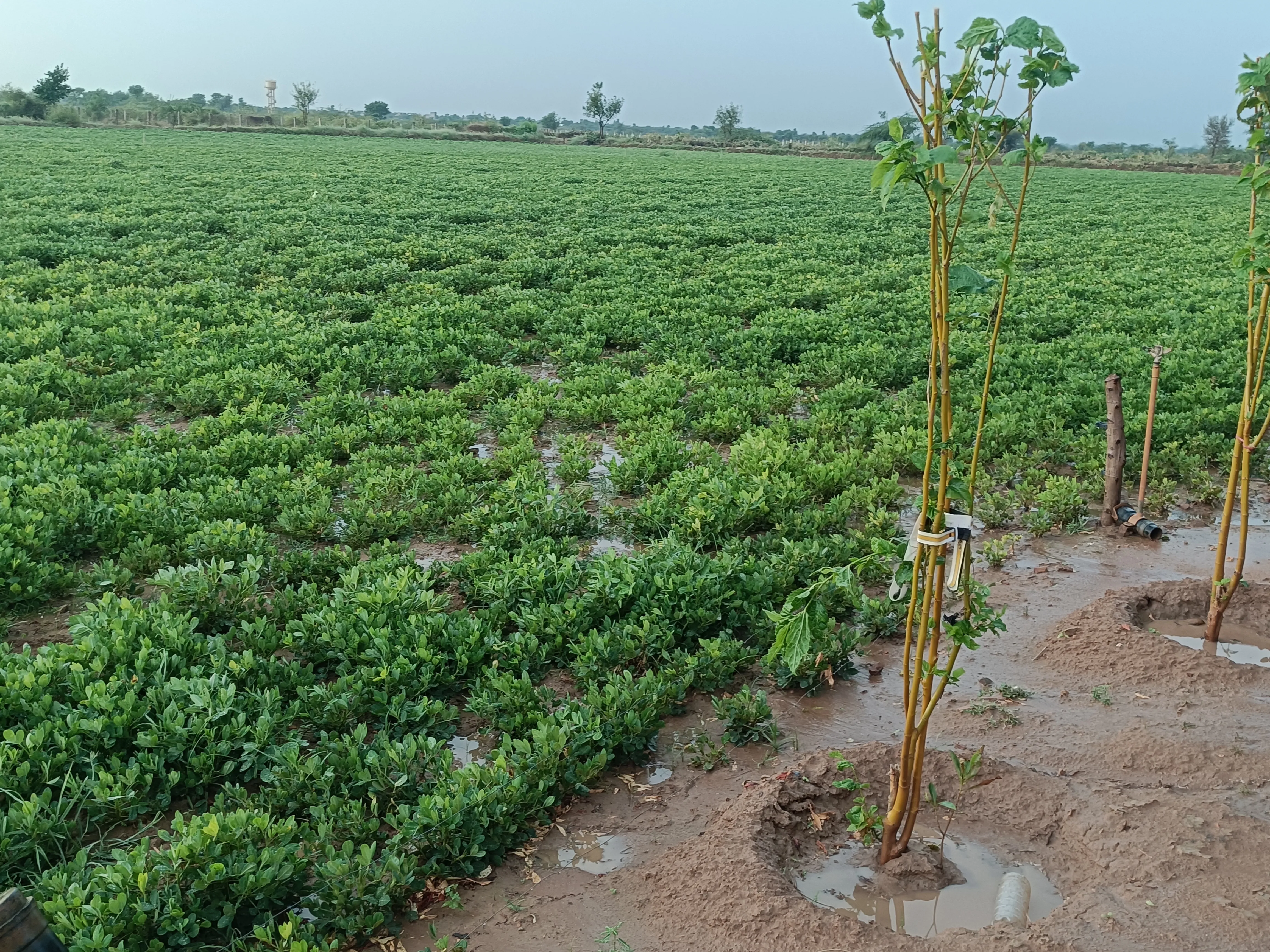 किसानों के लिए संजीवनी साबित हुई आज की बारिश