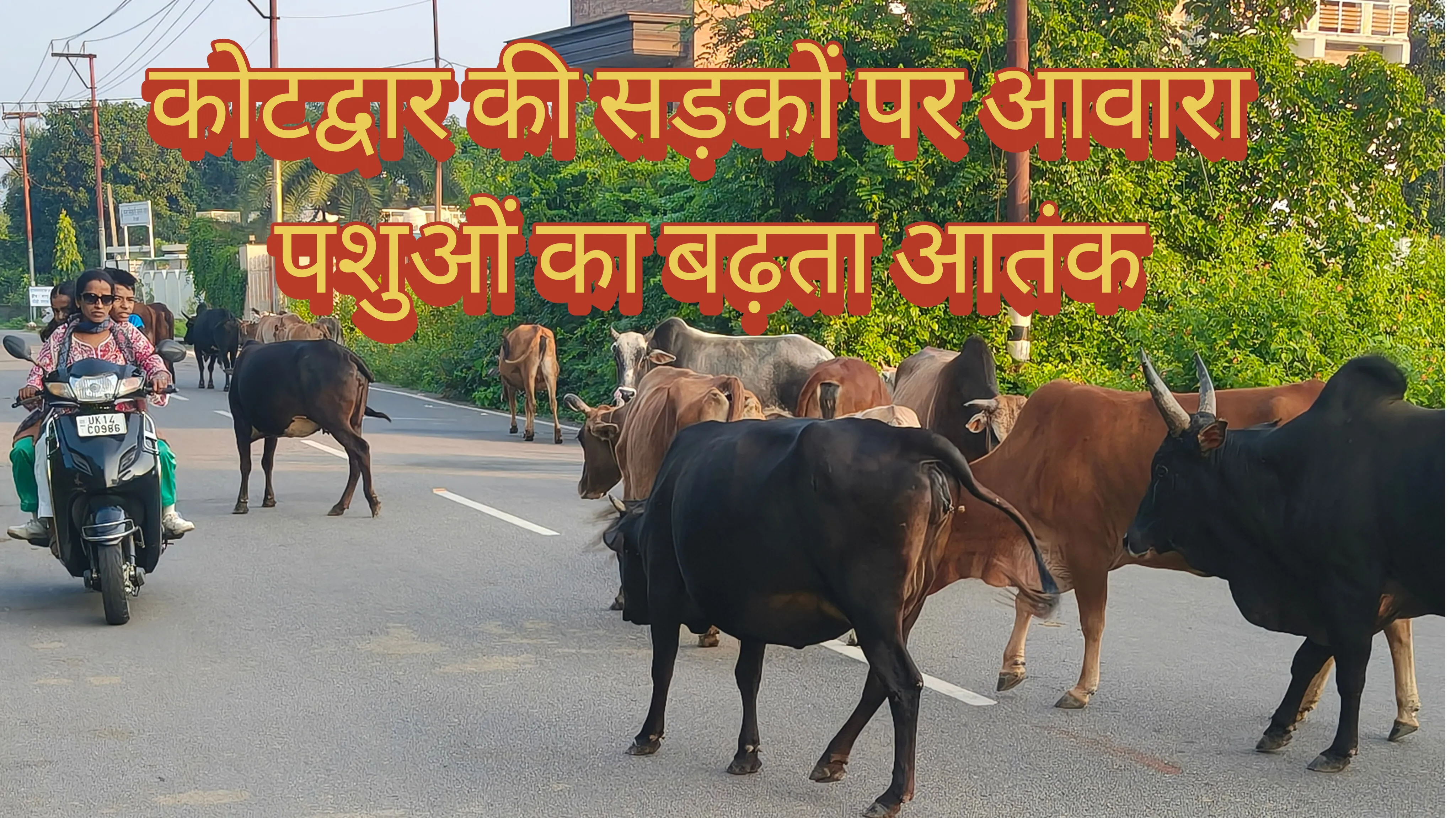 कोटद्वार की सड़कों पर आवारा पशुओं का बढ़ता आतंक, हादसा हुआ तो जिम्मेदार कौन?