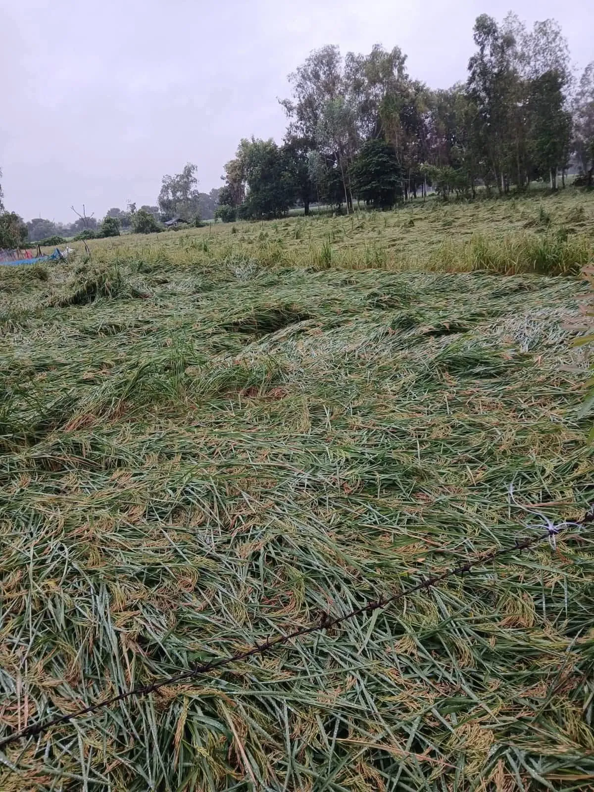 उत्तर प्रदेश में भारी बरसात से किसान बेहाल