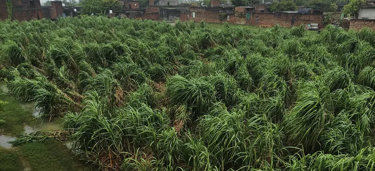 बढ़ती लागत से पहले ही दबे थे किसान, अब बारिश ने बढ़ाया संकट; फसल सर्वे, मुआवजा और कर्ज माफी की मांग उठी