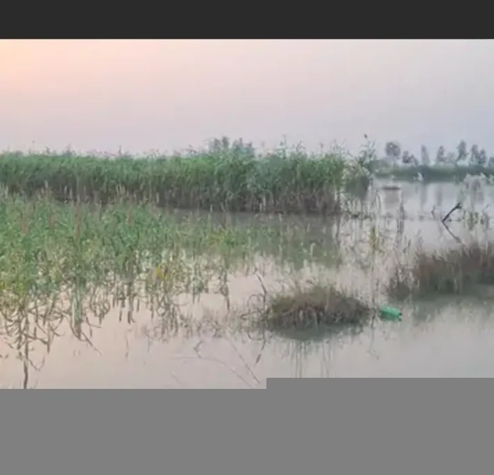 कटियारी में नदियों का जलस्तर घटा, पर मुसीबत बरकरार:मवेशियों के चारे का संकट, सैकड़ों बीघा फसलें बर्बाद होने की कगार पर