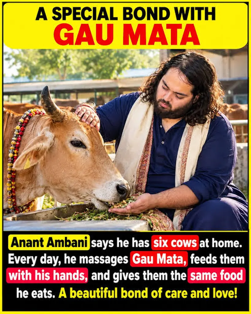 अनंत अंबानी 9lakh गौ माता की सेवा कर रहे है, जे एक सलागा योग कदम उठा रहे हैं,