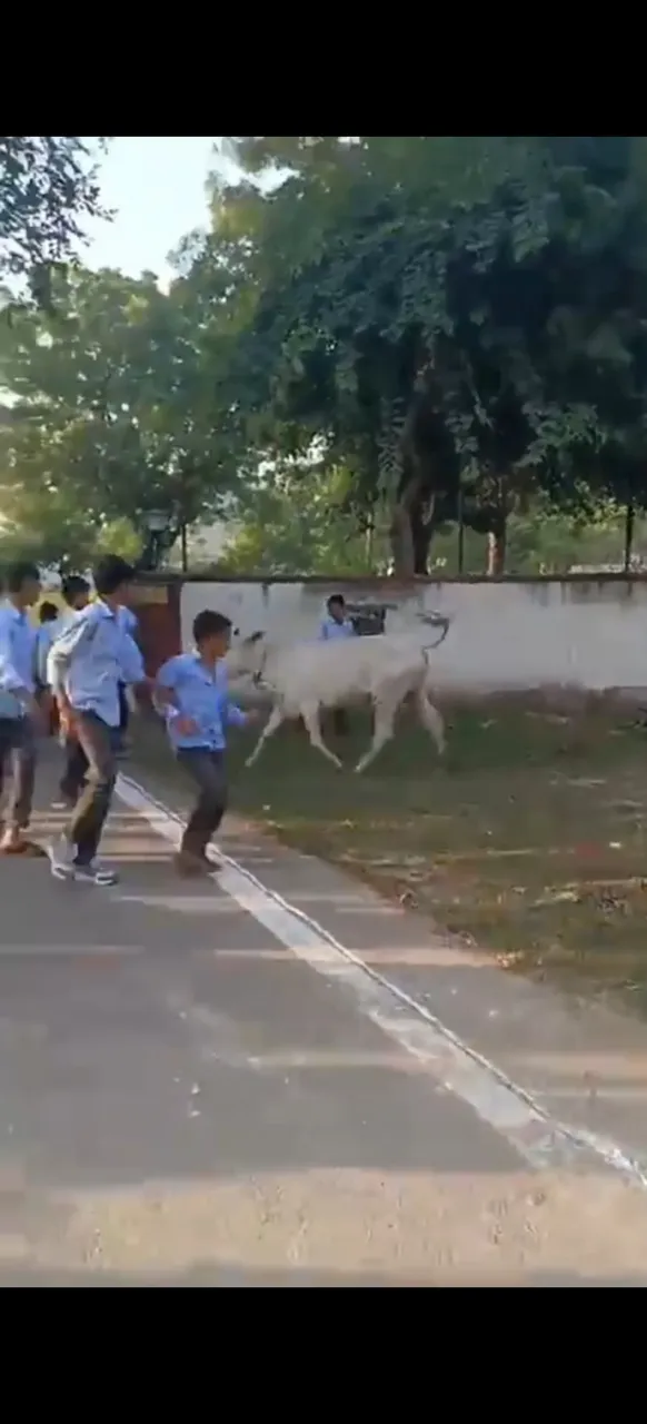 रन फॉर यूनिटी रैली में अव्यवस्थाओं का आलम, रैली में घुसा सांड, बाल-बाल बचे स्कूली बच्चे
