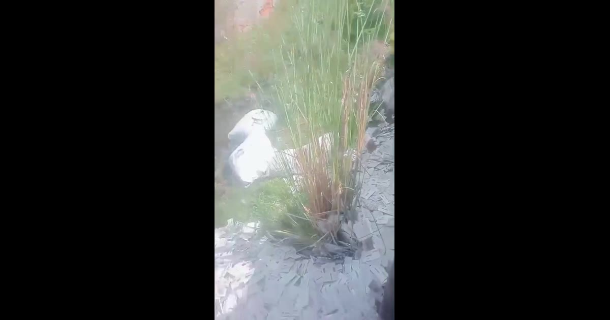 ब्रेकिंग न्यूज़ आगरा में काशीराम आवास की झाड़ियों में मिली एक्सपायरी दवाओं की बड़ी खेप
