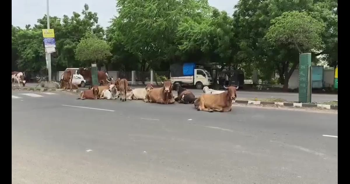 રાજકોટ: મેટોડા-વાજડી માર્ગ પર રખડતા ઢોરનો ત્રાસ:
