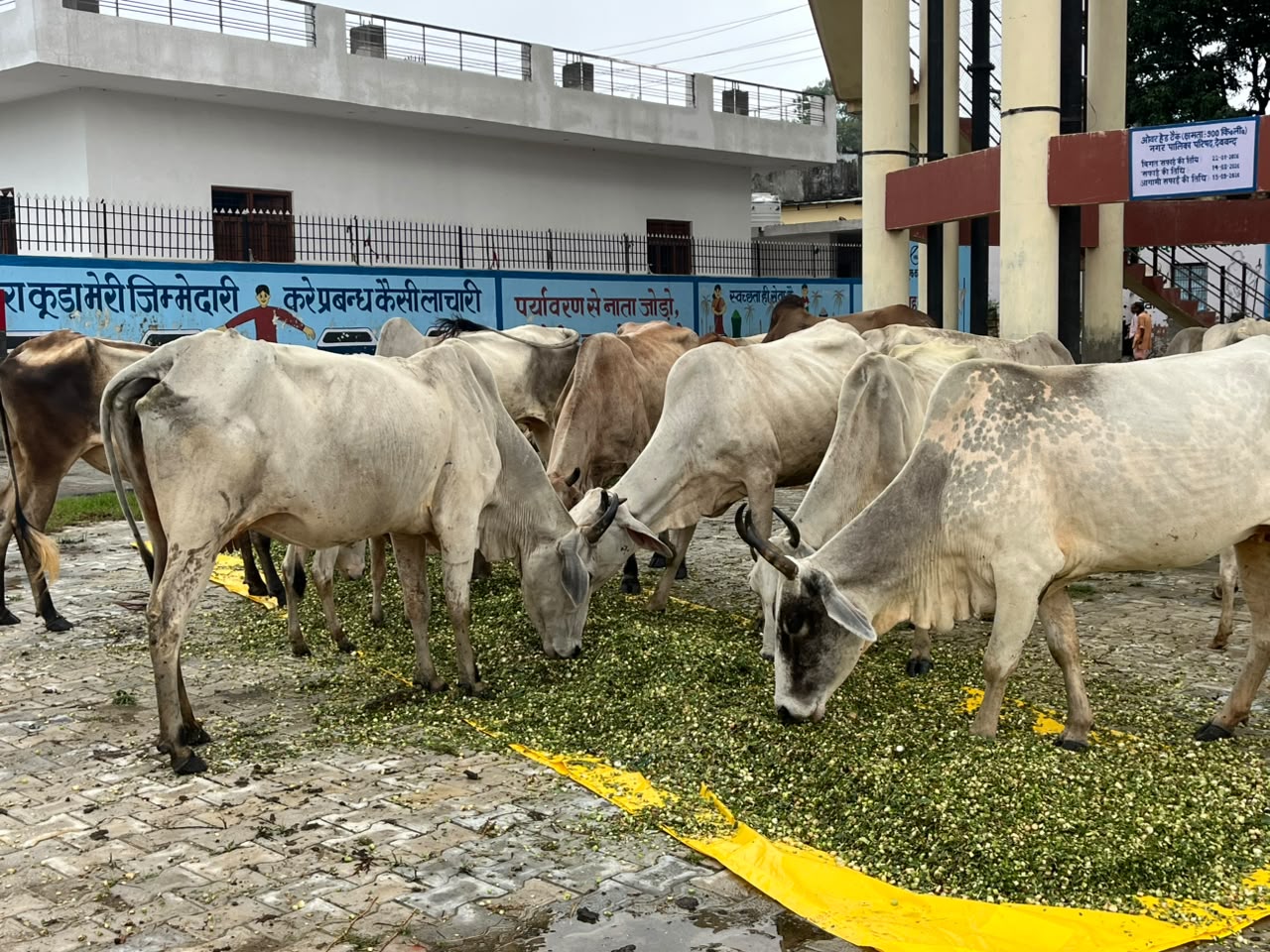 ।। गौ-वंश की सेवा ही हमारी सुरक्षा ।। 🐄✨ श्री गुरु ब्रह्मानंद गौ सेवा ट्रस्ट, सहारनपुर द्वारा 42 देशी गौमाताओं के लिए स्थायी गौशाला का निर्माण कार्य जारी है। आइए, हम सब मिलकर इस पुण्य कार्य में सहभागी बनें। 🙏 💳 सहयोग हेतु UPI: 62824507 (अपना छोटा सा योगदान देकर गौमाताओं को सुरक्षित जीवन प्रदान करें) 🐮🙏 आप ऊपर दिए गए संदेशों में से अपनी पसंद के अनुसार चुनकर इमेज के साथ शेयर कर सकते हैं।