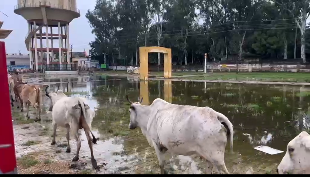 🚨 गौ माता कब तक बेघर घूमती रहें? देवबंद का सच: मात्र 22 वर्ष का एक अकेला युवा बेसहारा गौवंश पर हो रही हिंसा के खिलाफ संघर्ष कर रहा है, बिना किसी बड़े संगठन या समाज के साथ के! श्री गुरु ब्रह्मानंद गौ सेवा ट्रस्ट (सहारनपुर): 42 देशी गौमाताओं के स्थायी आश्रय, चारे और सुरक्षा हेतु युद्धस्तर पर कार्य जारी। 🙏 अब चुप रहने का नहीं, सहयोग करने का समय है! 💳 सहयोग हेतु UPI: 62824507 (HDFC Bank SmartHub Vyapar) (Shri Guru Brahmanand Gau Sewa Trust) "गौ-वंश की सेवा ही हमारी असली सुरक्षा है।" 🚩